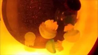 Urban Jellyfish - Blue Blubber Jellyfish Feeding