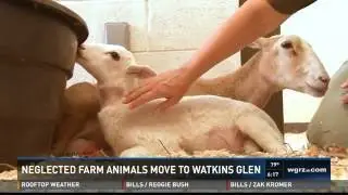 Neglected farm animals get better life at special rescue