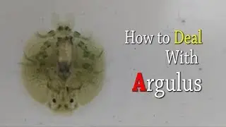 How to deal with argulus