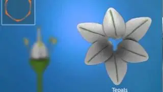 Allium Cepa.flv