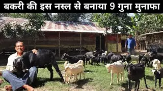 71 साल की उम्र में चला रहे शानदार Black Bengal Goat Farm | Goat Farming