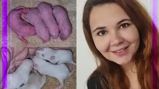 Ninhada do nascimento ao desmame / Rato Twister Dwarf