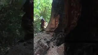 K Tree M 7 foot 3 inch snag Timber Falling