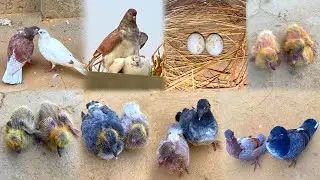 2_Pigeon Chicks Growth Day By Day | 0 To 36 Days Growth Video |Eggs To Flying 