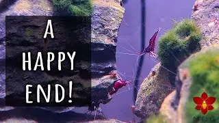 Cardinal Sulawesi Shrimps Update - We got babies! 🤭