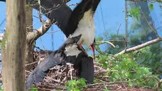 Zoo-housed Abdim's stork (Ciconia abdimii) mating and nest building