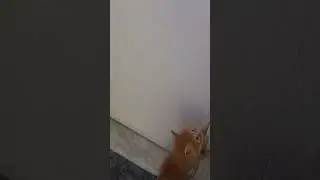 The baby cat is so worried🥺 #cat #puffy #kitten #puffyteam #catshorts #catvideos #cute #funny