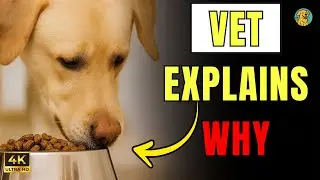 🍖 10 Common Feeding Mistakes Dog Owners Make Every Day Vet Approved
