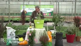 🌿🍅 Comment bien entretenir ses plants de tomates en pots ? | Conseils d&rsquo;un Artisan du V&eacute;g&eacute;tal