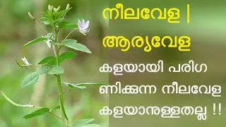 നീലവേള | ആര്യവേള | Cleome rutidosperma | Cleomaceae | fringed spider flower | purple cleome