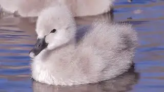 Cute baby swan eating