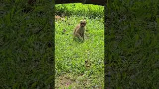 Wild Monkey in Sri Lanka