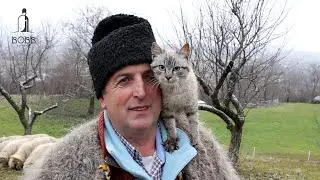La SAIVANUL lui Vasile B. | PISICA care UMBLĂ cu oile | Animalele sălbatice de langă saivan 2022