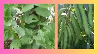 Vicia faba/Growing green beans in the home garden from seed