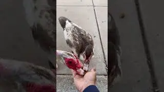 Ducks Love Trail Mix