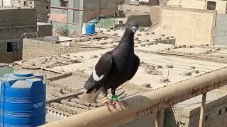 Aj Ek Kabootar Lara k Mara - Larte huay Gola Pigeons in Urdu Hindi - Karachi Pigeons