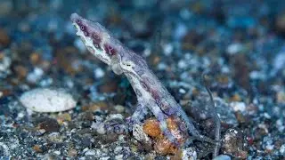 Blue Ringed Octopus Hunting