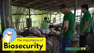 Feedpro - Importance of Biosecurity in Piggery Operation
