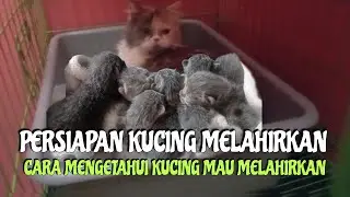 CARA MENGETAHUI KUCING MAU MELAHIRKAN DAN APA SAJA YANG HARUS DI SIAPKAN