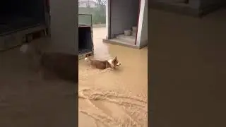 Hero Dog Saves Tiny Bird from Flood #Rescue #HeroDog