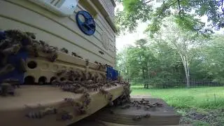 Apimaye hive in hot weather