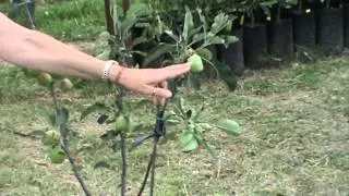 Apple Fruit Salad Tree.MPG