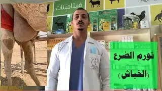 التهاب الضرع في الحيوانات 1: الوريم، الخباش بعد الولادة