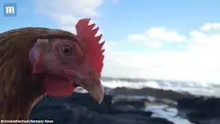 Woman takes her rescue chicken for a walk on the beach