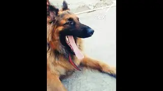 Dog Training by Kikopup | Training Positive | The Super Collies #dog #trening #viral #shorts