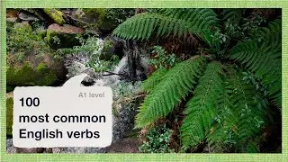 100 Most Common English Verbs A1 | Relaxing Australian Forest Ambience for Sleep or Study