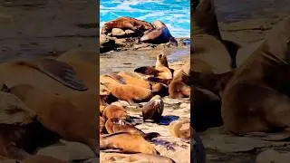 🌊🌞Милые морские львы🐬🪼 #уникальные #моменты #удивительные #природа #сандьего #калифорния #милые #...