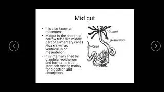Digestive system in Cockroach Part 2.