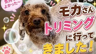 トイプードルモカさんトリミング#トイプードル #トイプードル生活 ###可愛い #犬のいる生活 #toypoodle #
