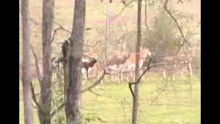 Tall Pines Exotics - Footage of Blackbuck February 4, 2012