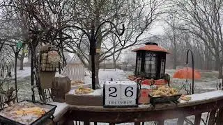My Day After Christmas Bird & Squirrel Livestream apart 2