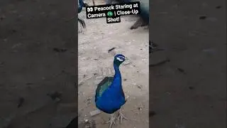 Peacock Close-Up 🦚 #peacock #shorts    #PeacockCloseUp #BirdLovers #AnimalVideos #viralshort #video