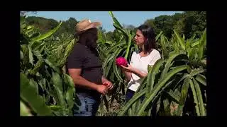 Reportagem belíssima do Globo Rural sobre as pitayas