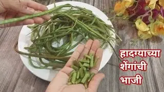 अशा पद्धतीने बनवा हादग्याच्या शेंगांची चवदार व चविष्ट भाजी | Hadgyachya Shenganchi Bhaji