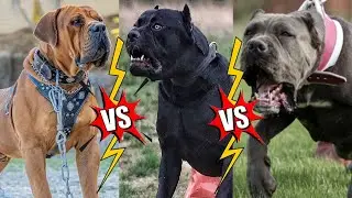 Бурбуль против Кане Корсо против Бандога #bandog #canecorso #boerboel