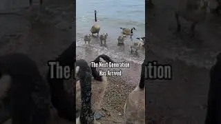 Стая дружелюбных канадских гусей