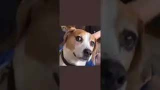 When you drop food In Front of your dog #shorts #dog