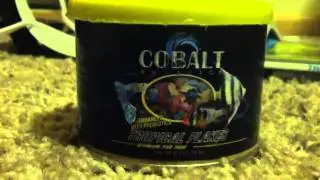 Cobalt Aquatics