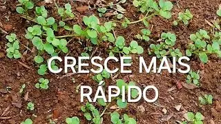 Como Conseguir fácil Mudas de Agrião da água e como plantar.