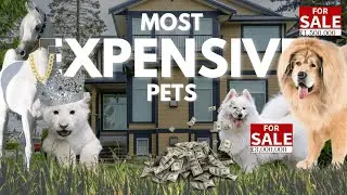 Top 15 Most EXPENSIVE Pets in the World 2021
