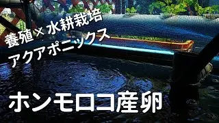 【自作アクアポニックス】ホンモロコの産卵スタート！ 採卵道具を自作しました【有機水耕栽培／diy aquaponics】