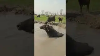 Buffalo's Bathing Oasis