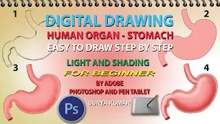 #Digital Drawing Human Organ-Stomach Easy to Draw Step by Step Light and Shading For Beginner...