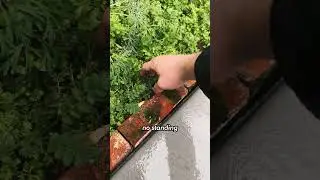 Дикие цветы избавляют от стоячей воды &mdash; садовый эксперимент удался на славу #дикиецветы #местныер...