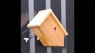 Live Blue Tit nest box stream