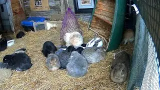 Recognizing her Regal Nature, The Giant Bunny Royal Family has accepted Echo into their inner circle